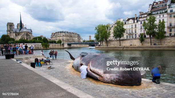 Une équipe de faux scientifiques mais de vrais comédiens du collectif belge Captain Boomer, spécialisé dans l?échouement de fausse baleine examine un...