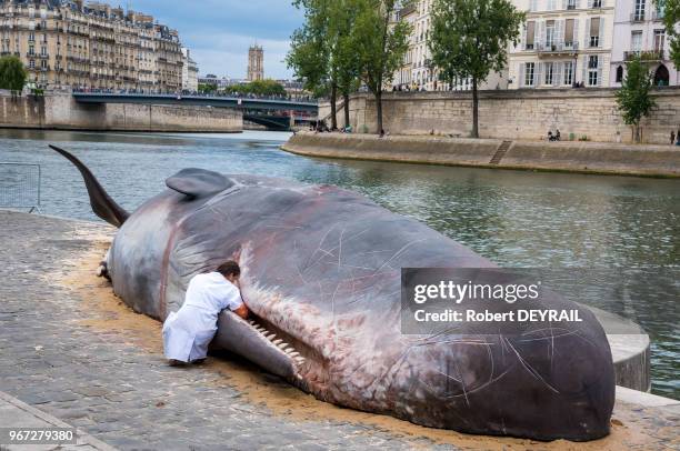 Une équipe de faux scientifiques mais de vrais comédiens du collectif belge Captain Boomer, spécialisé dans l?échouement de fausse baleine examine un...