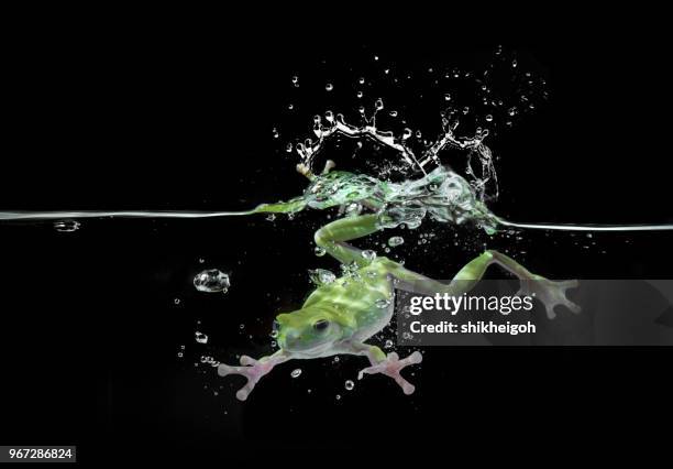 frog diving underwater, batam, kepulauan riau, indonesia - riau images stock-fotos und bilder