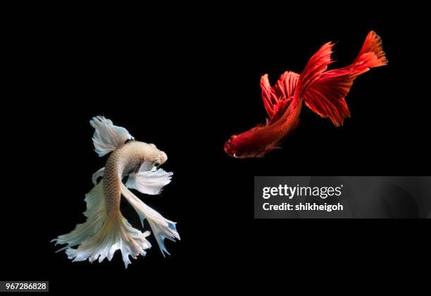 two betta fish swimming, batam, kepulauan riau, indonesia - riau images stock-fotos und bilder