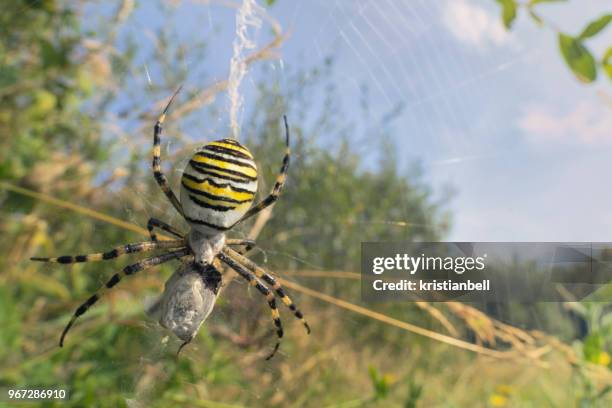 wasp spider (argiope bruennichi) eating prey caught in its web, jersey, uk - getingspindel bildbanksfoton och bilder