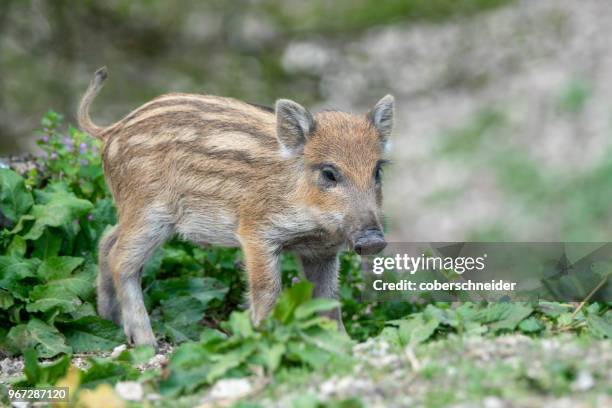 wild boar piglet, austrian alps, grunau im almtal, gmunden, austria - gmunden stock-fotos und bilder