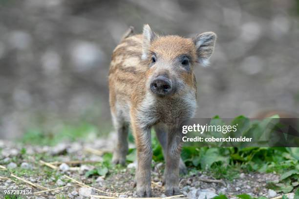 wild boar piglet, austrian alps, grunau im almtal, gmunden, austria - gmunden stock-fotos und bilder