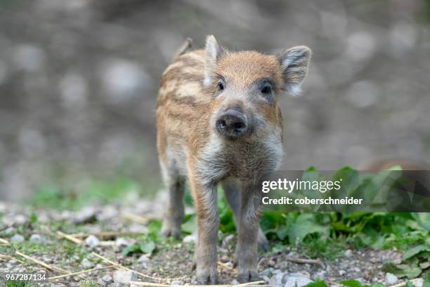 wild boar piglet, austrian alps, grunau im almtal, gmunden, austria - wild boar stock-fotos und bilder