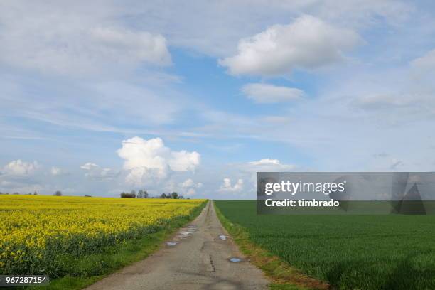 road through a rural landscape, niort, france - niort photos et images de collection