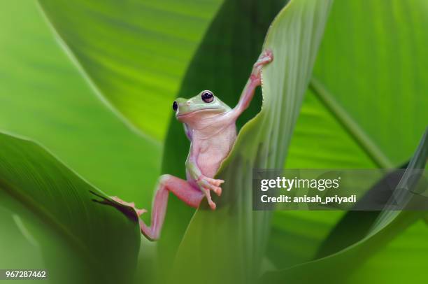 441 Dumpy Stock Photos, High-Res Pictures, and Images - Getty Images