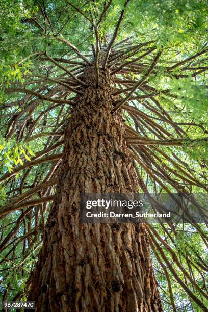 Low Rise Tree Trunk 916 Tree Trunk Low Close Up Stock Photos, High-Res Pictures, and Images ...