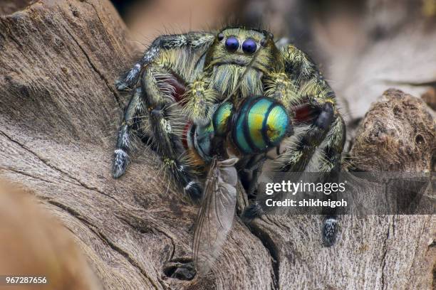 jumping spider with prey, batam, kepulauan riau, indonesia - batam stock pictures, royalty-free photos & images