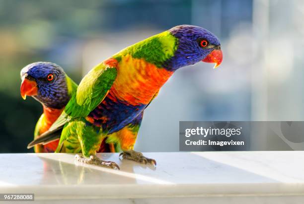 Two rainbow lorikeets (Trichoglossus moluccanus)   sitting on a window sill, Perth< Western Australia, Australia