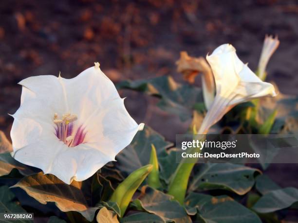 close-up of a jimson weed flower, arizona, america, usa - saia branca imagens e fotografias de stock