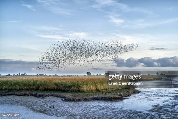 flock of starlings over river ems, pektum, east frisia, lower saxony, germany - flock stock-fotos und bilder