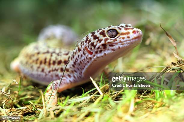 portrait of a leopard gecko - leopard gecko stockfoto's en -beelden