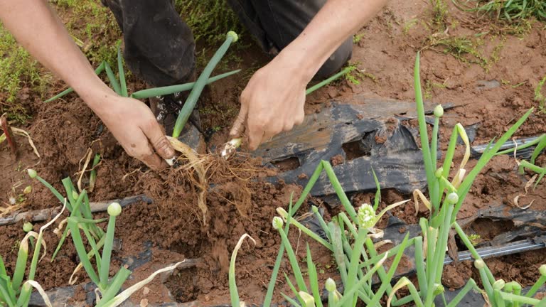 Processed Scallion 430 Grow Scallions Stock Videos, Footage, & 4K Video Clips - Getty Images