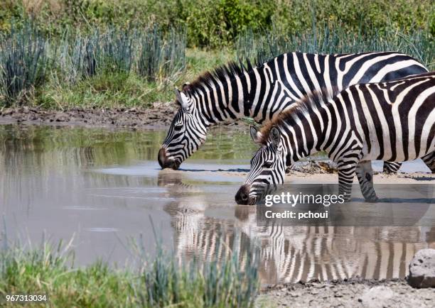 zebras trinkwasser in afrika - pchoui stock-fotos und bilder