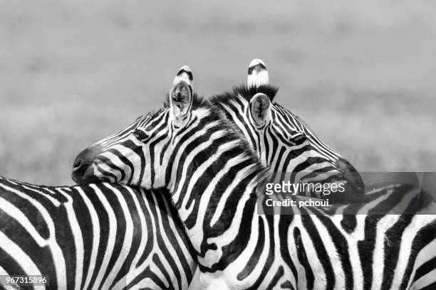 two zebras embracing in africa - animal themes stock pictures, royalty-free photos & images
