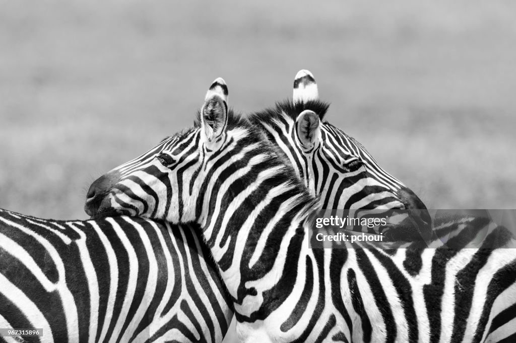 Two Zebras embracing in Africa