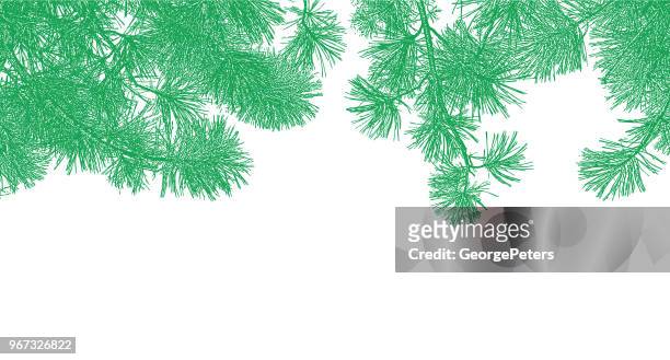 ilustrações, clipart, desenhos animados e ícones de fundo de ramos de pinheiros ponderosa - ponderosa pine tree