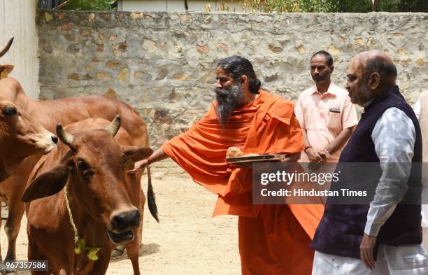 Yoga guru caresses a cow as BJP president Amit Shah looks on during a meeting to discuss "Sampark for Samarthan" campaign at Baba Ramdevs farmhouse...