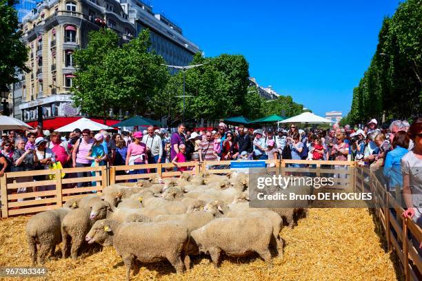 Création de Gad Weil et Laurence Médioni lors de l'événement 'Nature Capitale' par les agriculteurs le 23 Mai 2010 sur les Champs Elysées à Paris,...