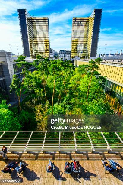 Bibliothèque Nationale de France François Mitterrand et son jardin intérieur à Paris, France.