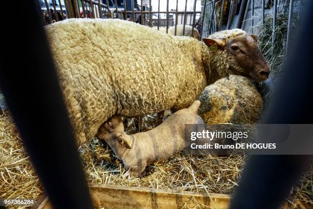 Un agneau têtant sa mère lors du Salon International de l'Agriculture le 25 Février 2017 à Paris, France.