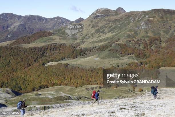 France, Auvergne, Cantal , natural regional park of the Auvergne volcanos, mountain resort of Lioran, hiking towards Meig-cost and Griou summit//...