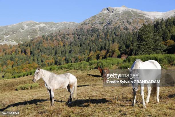 France, Auvergne, Cantal , natural regional park of the Auvergne volcanos, mountain resort of Lioran, hiking towards Meig-cost and Griou summit,...