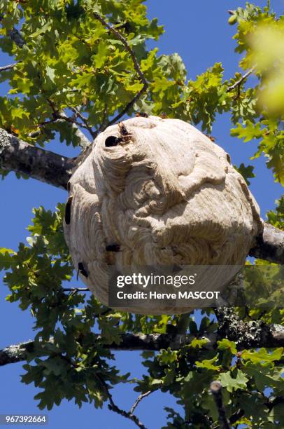 Nid de frelons à pattes jaunes ou frelons asiatiques dans un arbre, 31 aout 2009, Lot-et-Garonne, France.