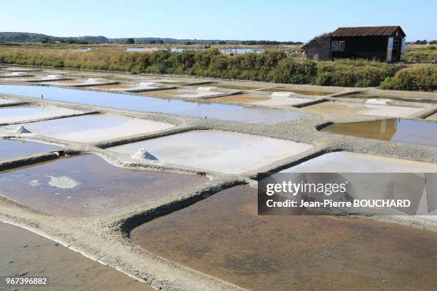 Récolte de la fleur de sel à fleur d?eau dans les marais salants à l?Ile d?Olonne en Vendée, 21 août 2016, France.