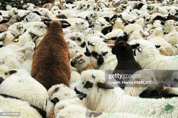 Sheeps in a pen ,Alpes, France Moutons parques pour passer la nuit a l abri Alpes France.