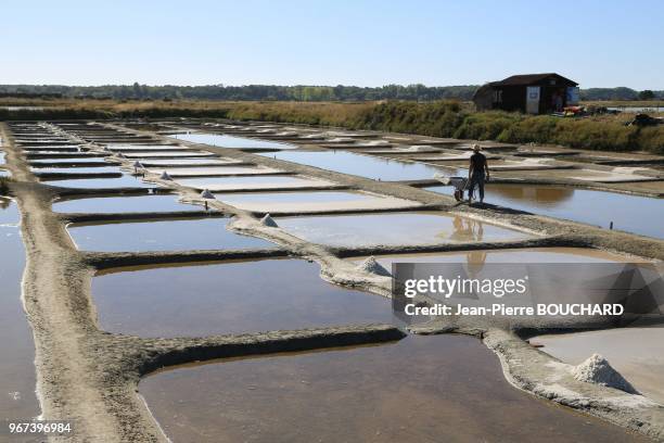 Le saunier récolte la fleur de sel à fleur d?eau dans les marais salants à l?Ile d?Olonne en Vendée, 21 août 2016, France.