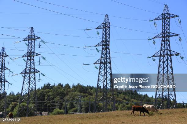 Vaches dans un champ et pylônes électriques, 27 août 2016, Corrèze, France.