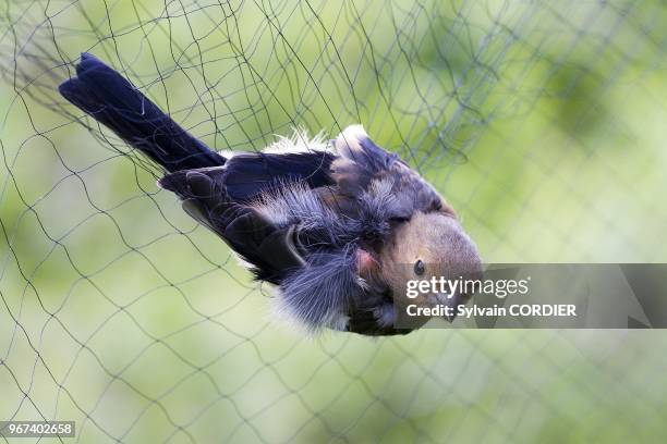 France, Bas-Rhin , Le Champ du Feu, baguage d'oiseaux avec des filets en nylon pour le progamme STOC: Suivi Temporel des Oiseaux Communs, Geai des...