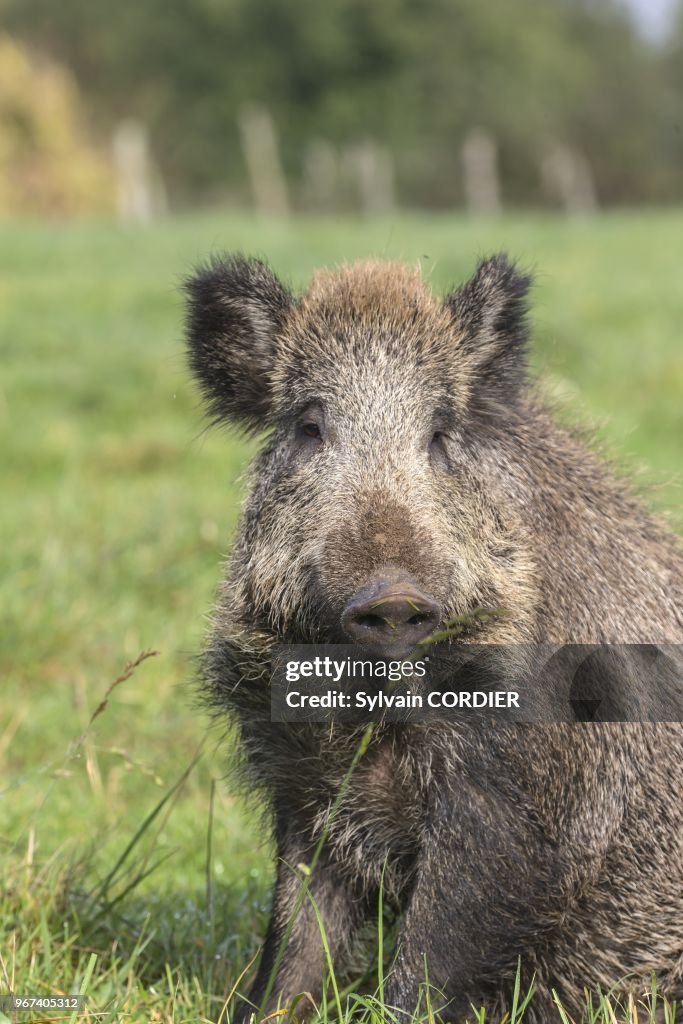 France, Haute Saone, Vesoul, Wild Boar (Sus scrofa)
