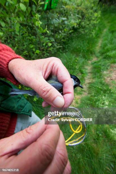 France, Bas-Rhin , Le Champ du Feu, baguage d'oiseaux avec des filets en nylon pour le Progamme STOC : Suivi Temporel des Oiseaux Communs, Mésange...