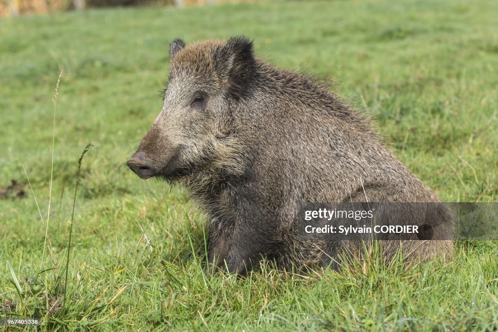 France, Haute Saone, Vesoul, Wild Boar (Sus scrofa)