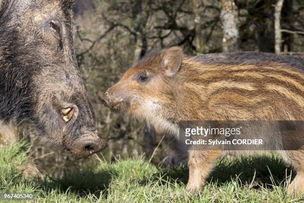 France, Haute-Saone , parc prive, sanglier , femelle et petits. France, Haute Saone, Private park, Wild Boar , sow and babies .