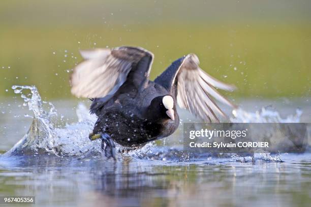 France, Ain, Dombes, Foulque macroule , mâle adulte, envol pour défense du territoire. Europe, France, Ain, Dombes, Eurasian coot , adult male, for...