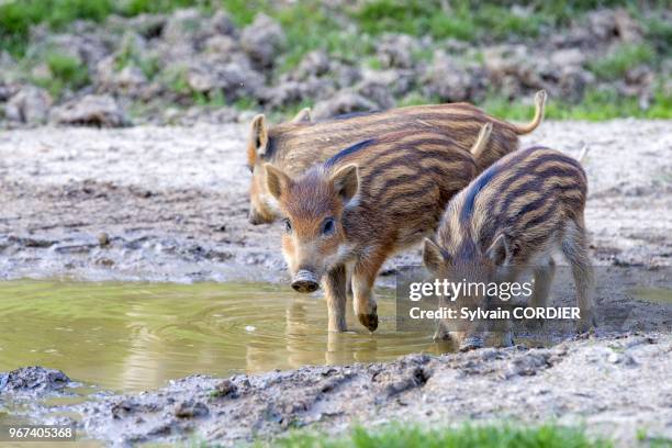 France, Haute-Saone , parc prive, sanglier , marcassins boivent dans une flaque d'eau. France, Haute Saone, Private park, Wild Boar , piglets...