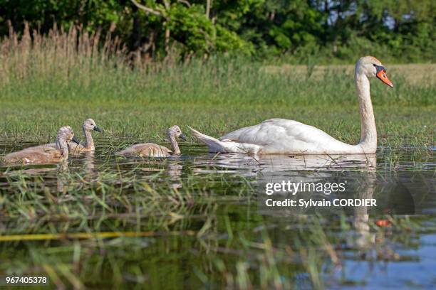 France, Ain, Dombes, Mute swan , adult with youngs.