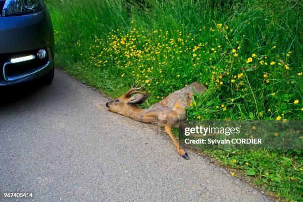 France, Alsace, Chevreuil mâle , écrasé sur le bord de la route. France, Alsace, Roe deer , adult male, crushed on the roadside.