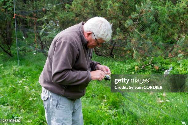 France, Bas-Rhin , Le Champ du Feu, baguage d'oiseaux avec des filets en nylon pour le Progamme STOC : Suivi Temporel des Oiseaux Communs, oiseaux...