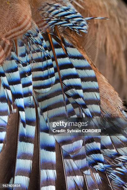 France, Bas-Rhin , Le Champ du Feu, baguage d'oiseaux avec des filets en nylon pour le Progamme STOC: Suivi Temporel des Oiseaux Communs, Geai des...