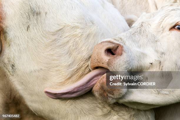 France, Haute-Saone , Montbozon, vaches de race charolaise, se leche.