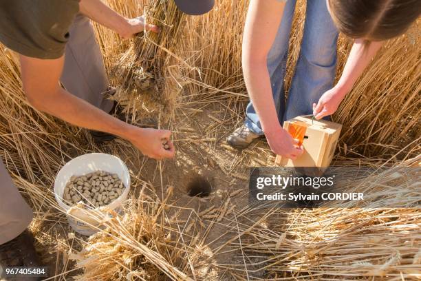 France, Alsace, Bas-Rhin, Geispolsheim, réintroduction de Hamsters d'Europe ,dans le cadre d'une directive européenne sous l'égide de l'ONCFS avec...