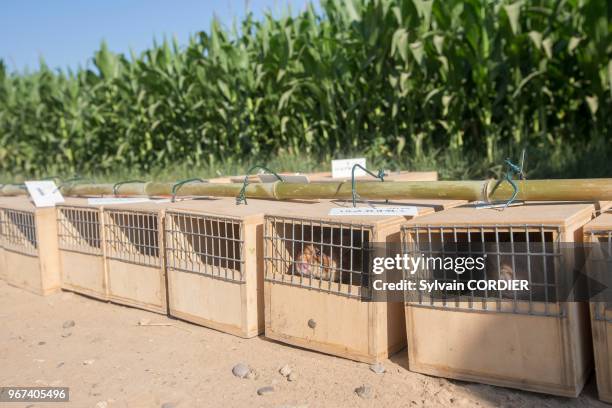 France, Alsace, Bas-Rhin, Geispolsheim, réintroduction de Hamsters d'Europe ,dans le cadre d'une directive européenne sous l'égide de l'ONCFS avec...