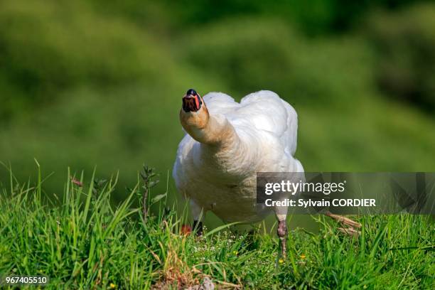 France, Ain, Dombes, Mute swan , adult on the ground.