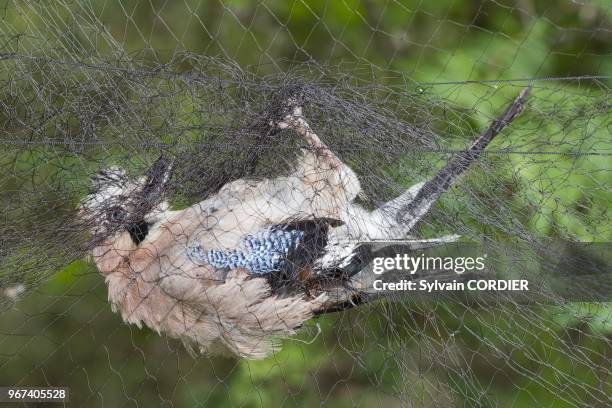 France, Bas-Rhin , Le Champ du Feu, baguage d'oiseaux avec des filets en nylon pour le progamme STOC: Suivi Temporel des Oiseaux Communs, Geai des...