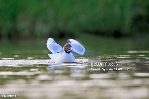 France, Ain, Dombes, Mouette rieuse , adulte en pêche. Europe, France, Ain, Dombes, Black-headed Gull , adult fishing.
