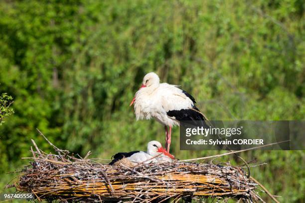 France, Haut Rhin, Hunawihr village, White stork in the center for reintroduction of storks in Alsace region, couple on the nest .